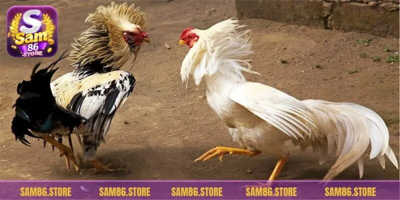 Bí quyết chọn gà Mỹ tốt để cược hiệu quả, trúng thưởng đậm